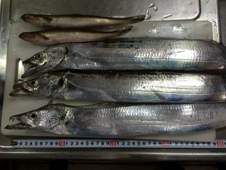 太刀魚ワインド