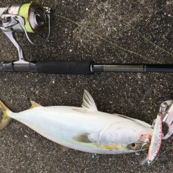 青物ショアゲーム