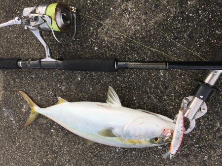 青物ショアゲーム