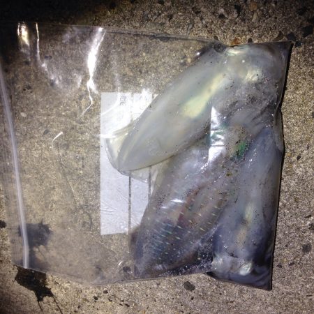 まだイカちゃんはいました(^^)