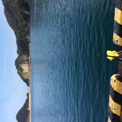 二週間ぶりのサヨリ