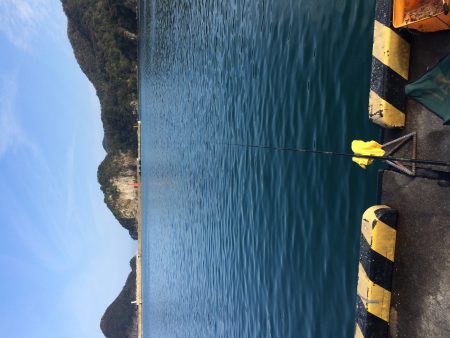 二週間ぶりのサヨリ