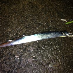 初ショアジギング