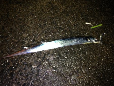 初ショアジギング