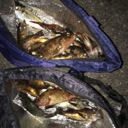 今シーズン初メバリング