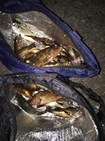 今シーズン初メバリング