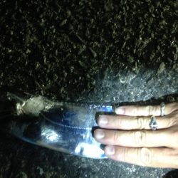 ドラゴン確保いたしました♪