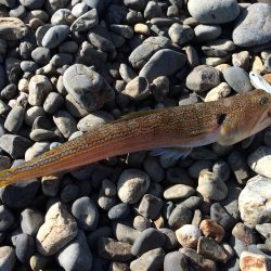 ワームでマゴチ