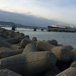 夜勤明けに青物調査