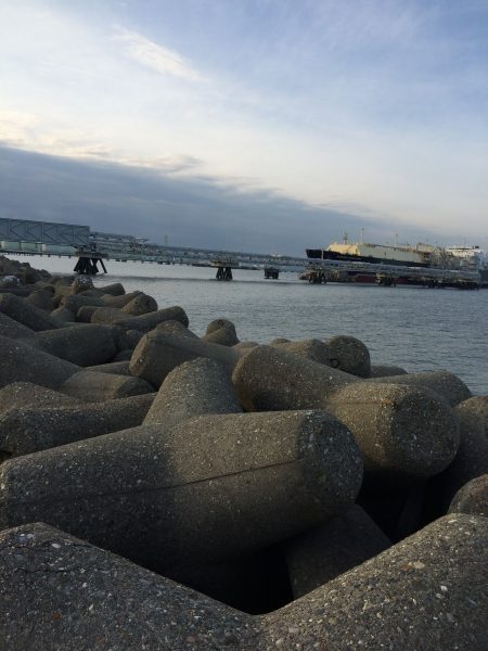 夜勤明けに青物調査