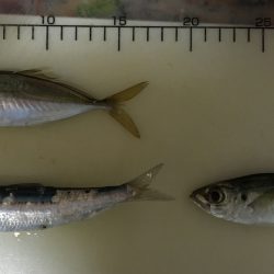 マイワシが来たー！