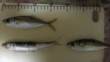 マイワシが来たー！