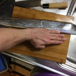 朝マヅメにサゴシ、太刀魚