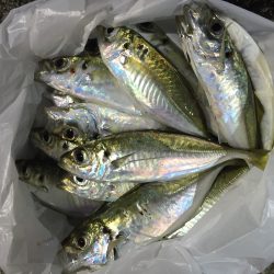 ゲストにメバル