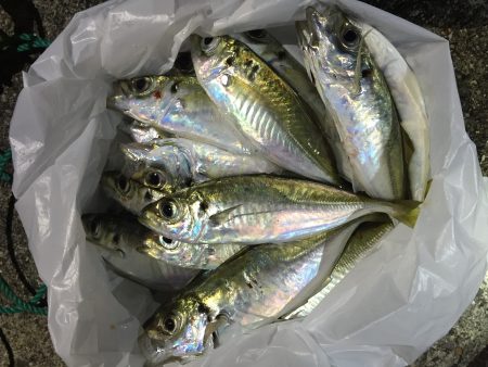 ゲストにメバル