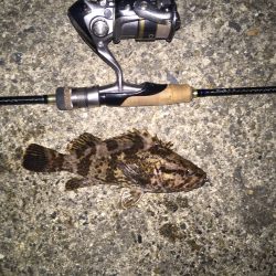 まさに五目釣り