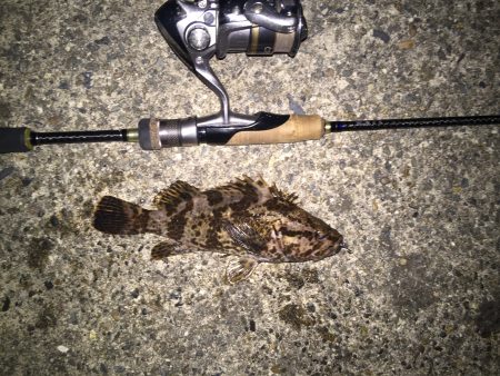 まさに五目釣り