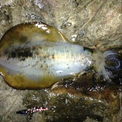 烏賊釣ったぞー