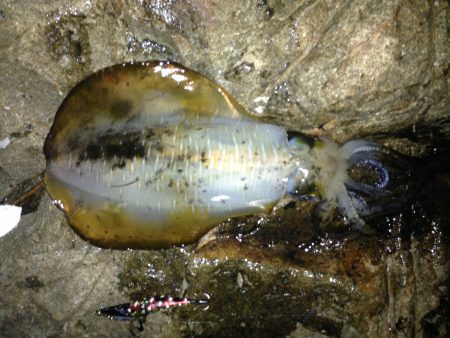 烏賊釣ったぞー