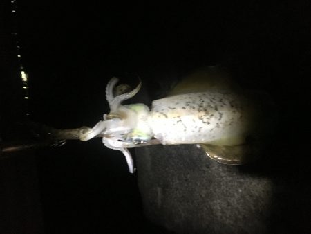 太刀魚のついで