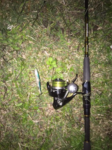 紀ノ川シーバス