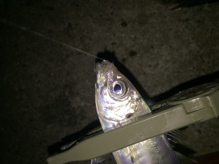 ワンヒット ワンヒット