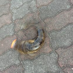 CD5でマゴチ！？