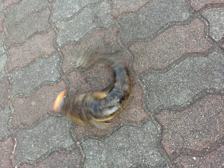 CD5でマゴチ！？