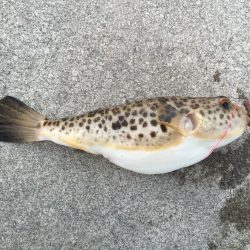 人工島上陸(^。^)