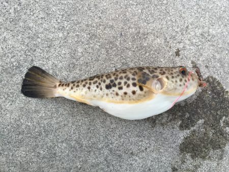 人工島上陸(^。^)