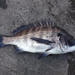 おもわぬ大物^_^