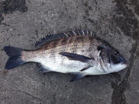 おもわぬ大物^_^