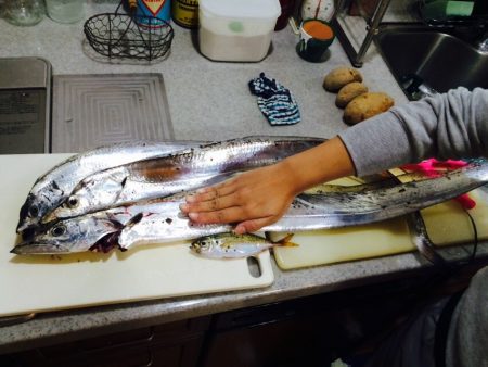 この時期の太刀魚大きいですね、子供との初の連携プレーで納得の釣果
