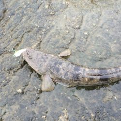 今回はタチウオ