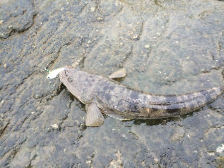 今回はタチウオ