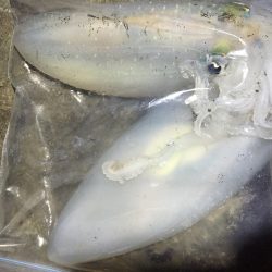 短時間エギング…。