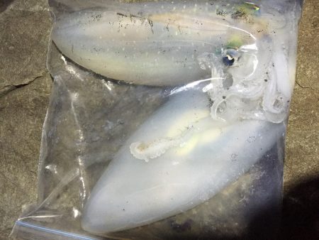 短時間エギング…。