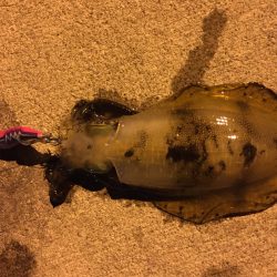 久しぶりのエギング