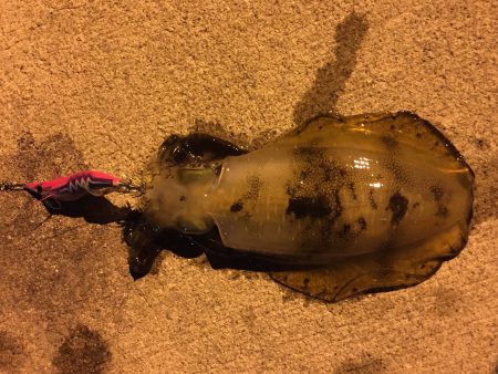 久しぶりのエギング