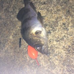 メバリング〜〜