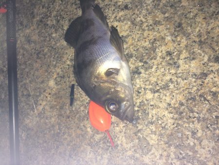 メバリング〜〜