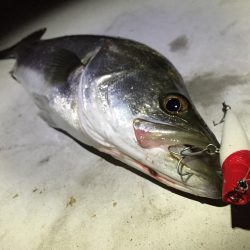 シーバスフィッシング