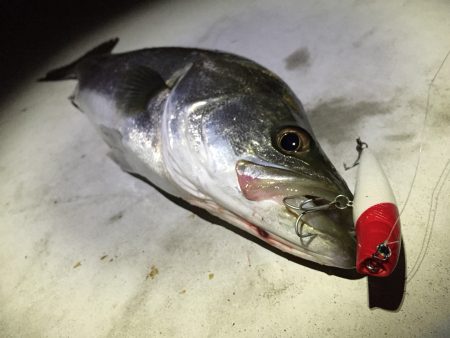 シーバスフィッシング