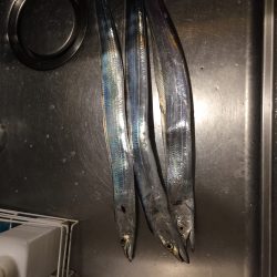 南港かなーり湾奥調査!