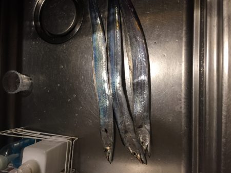 南港かなーり湾奥調査!