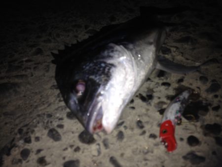 うれしい外道ゲット！