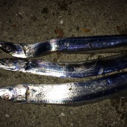 太刀魚より人の方が