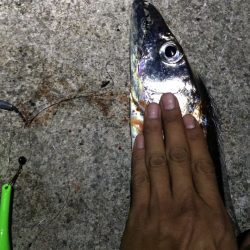 出ましたドラゴン！