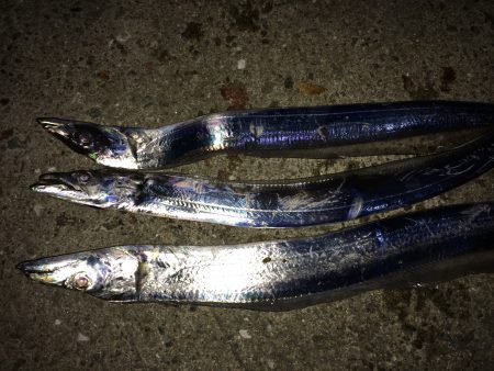 太刀魚より人の方が