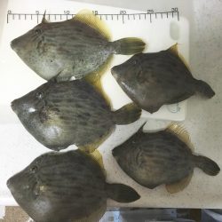 カワハギ来たー！